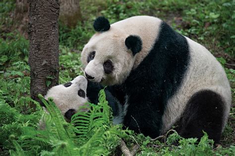 where are giant pandas in china